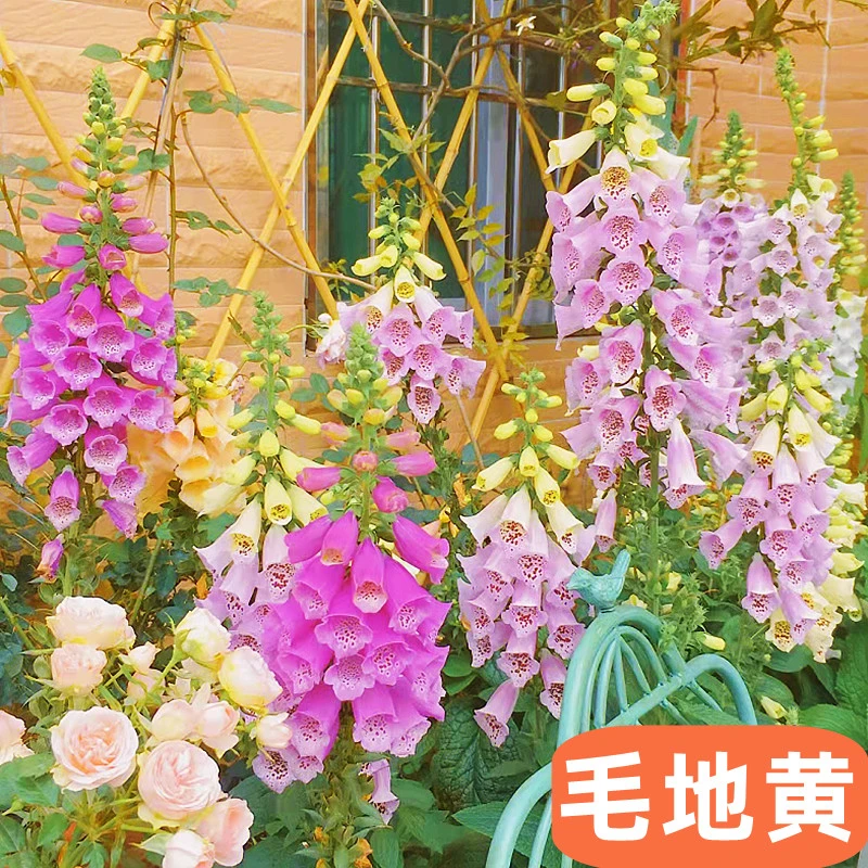 【毛地黄种子】耐寒毛地黄花籽易活四季播种庭院盆栽宿根花卉