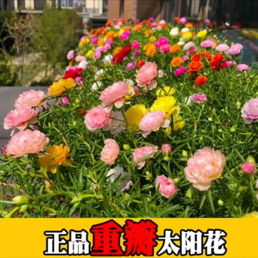 太阳花种子混色重瓣太阳花种子易活室内外阳台庭院花园