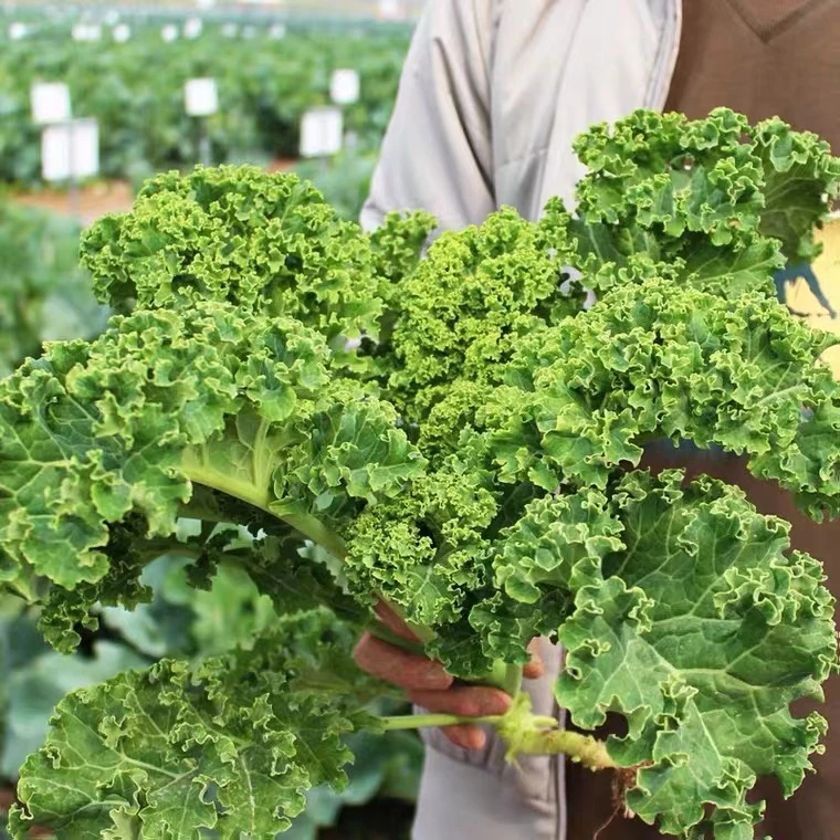 羽衣甘蓝蔬菜种子食用甘蓝蔬菜种籽阳台四季盆栽雨衣邹叶甘蓝种子