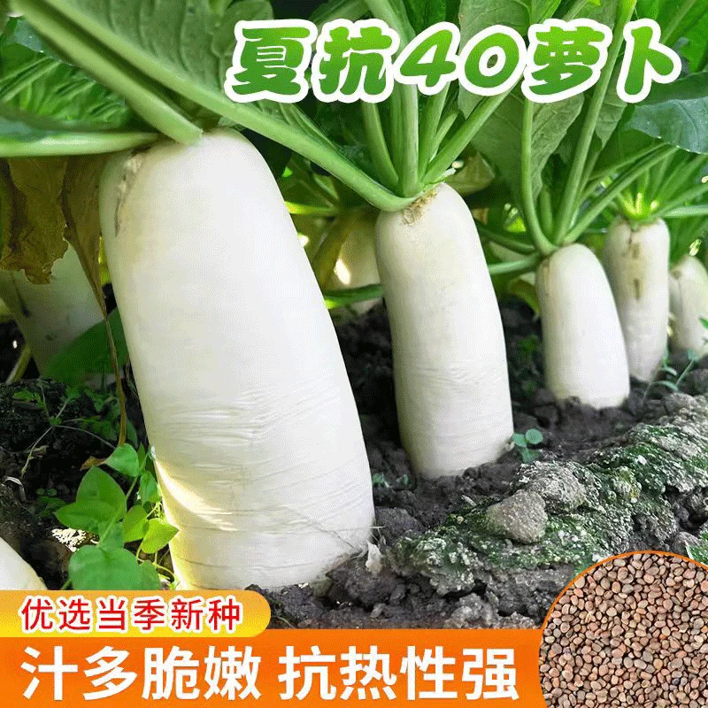 夏季耐热夏抗40萝卜种白萝卜种子罗卜夏播早熟白萝卜种籽大全蔬菜