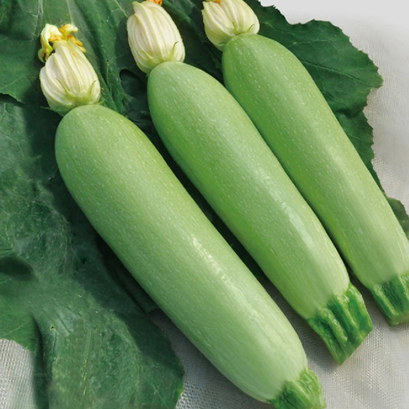 西葫芦种子/种籽/西葫芦苗 阳台四季盆栽蔬菜种苗孑简单翠绿春季