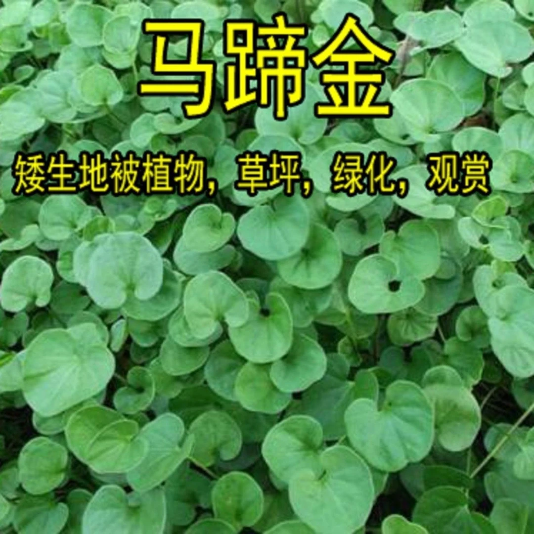 【马蹄金种子】草坪草籽耐阴小金钱草铜钱草四季常青耐高温绿化