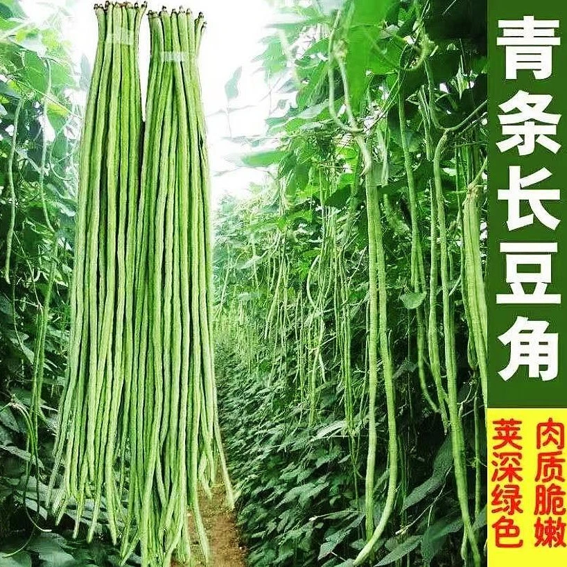 摘不败高产豇豆种绿条特长豆角春秋庭院田园易种蔬菜四季简单春季