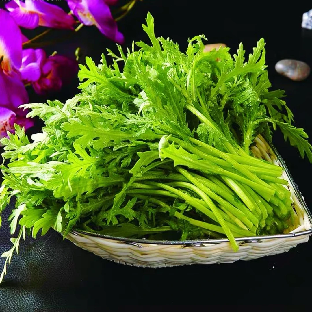 清香型小叶茼蒿种子光杆茼蒿阳台四季蔬菜皇帝菜农民用种多次采收