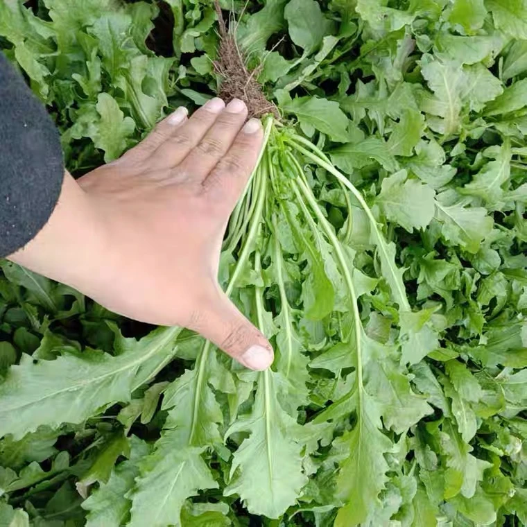 荠菜种子大全农家四季大叶菜种籽食用盆栽荠荠菜种籽孑青菜籽简单