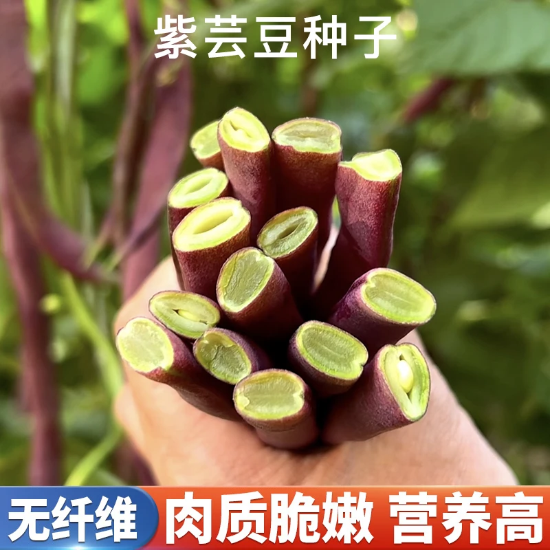 八月忙豆角种子冻死鬼耐寒耐热高产无筋四季豆
