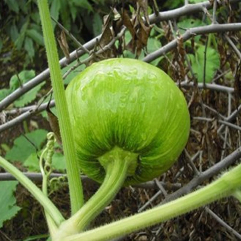 四川农家新鲜嫩南瓜现摘现发小南瓜时令蔬菜青瓜南瓜丝/5斤