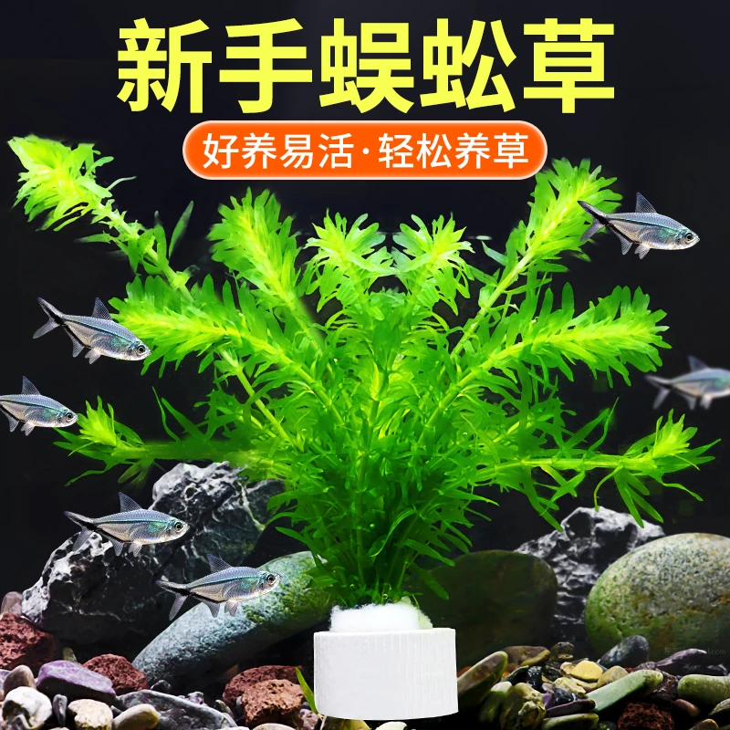 鱼缸净水植物蜈蚣草新手好养懒人造氧真水草鱼缸造景淡水阴性水草