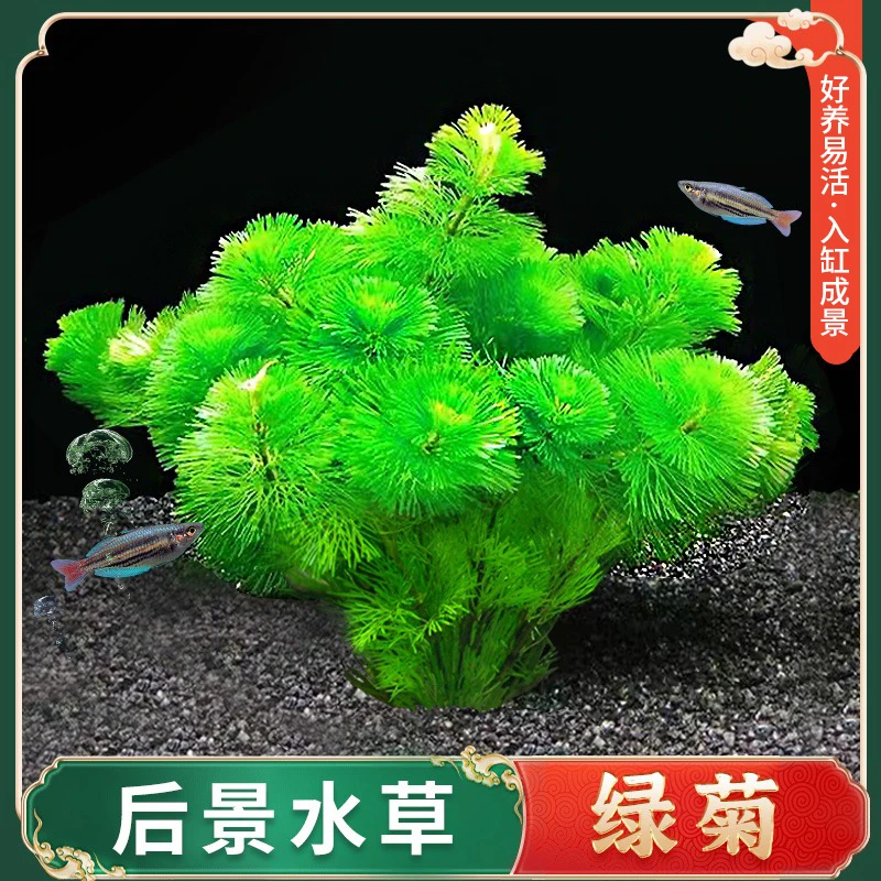 水族箱桌面鱼缸绿菊水草蜈蚣草懒人造景沉水增氧净化水质阴性水草
