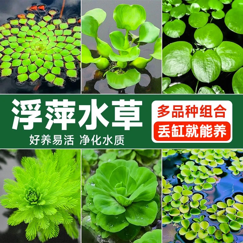 鱼缸浮萍水草净化水质活体水培植物新手种植易养易活古法草缸景观