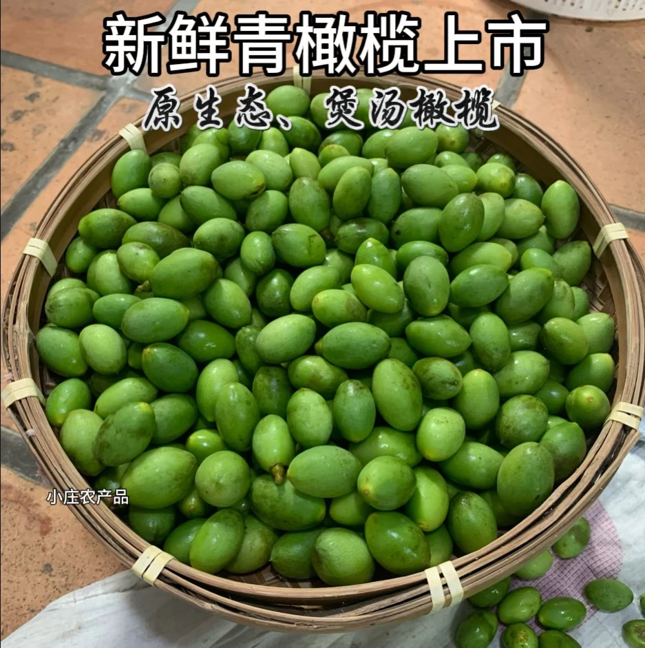 批发青橄榄现摘现发新鲜青橄榄果生鲜青皮橄榄煲汤青橄榄装榨汁