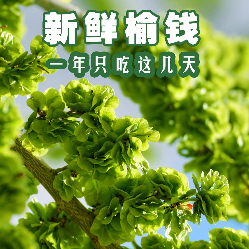 顺丰快递2024新鲜榆钱精选直播带货味道鲜美爽口