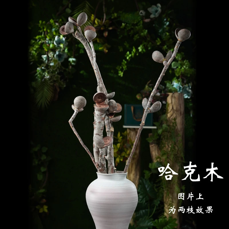 进口哈克木（板球荣桦）山龙眼科/荣桦属/(果实)澳大利亚小乔木