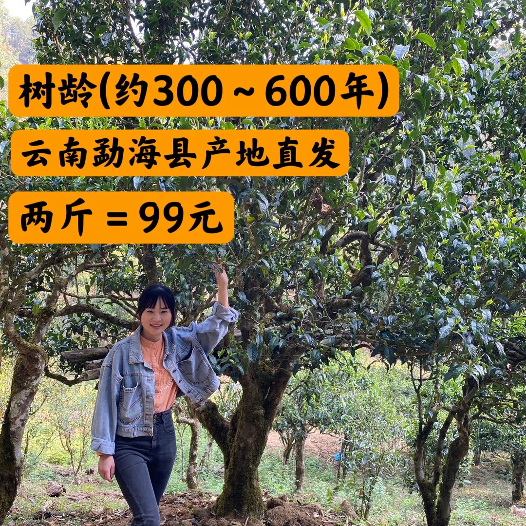 曼果老寨【普洱茶-生茶散茶】头春料 支持开箱试喝  产地直发