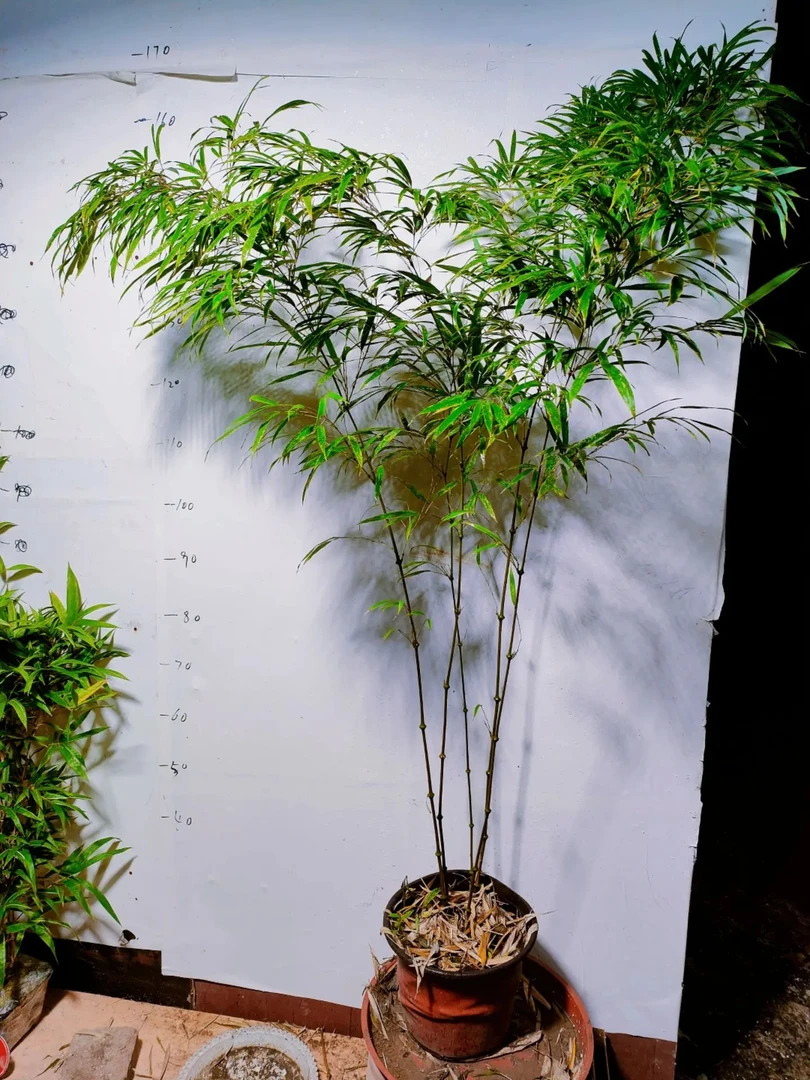 筇竹,算盘竹盆栽苗