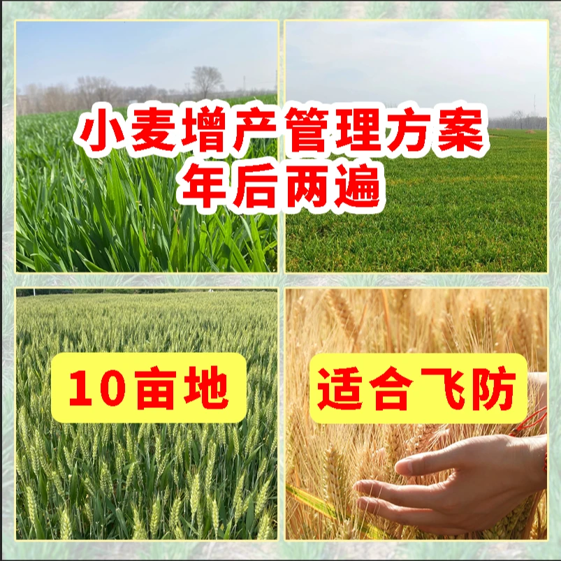 【张哥专属 】小麦年后管理方案两遍叶面肥 十亩地装
