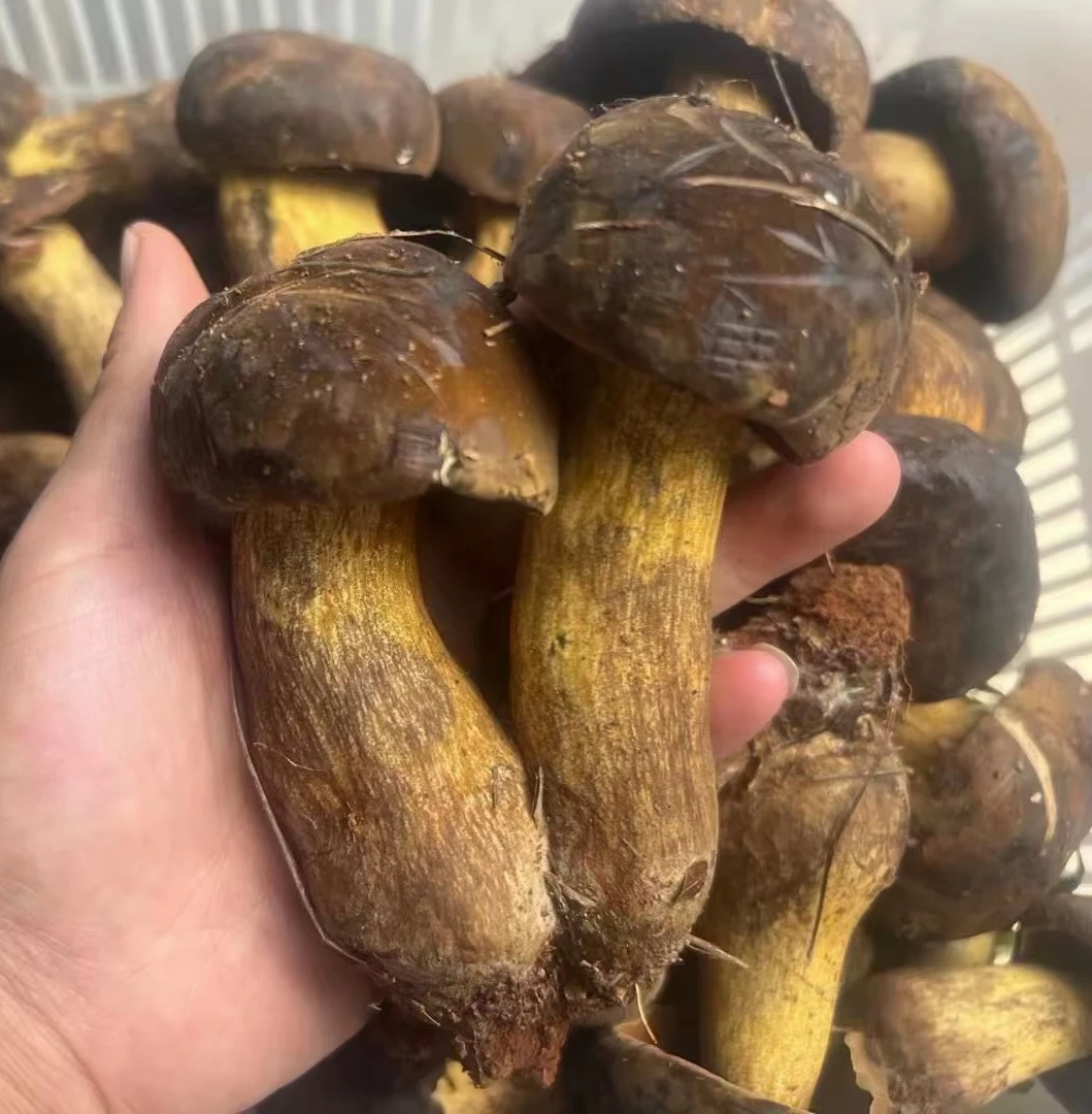 云南新鲜野生黑牛肝500g/1000g顺风冷链空运包邮