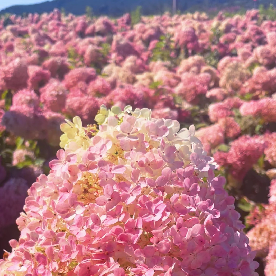 耐寒耐热大花圆锥绣球香草草莓