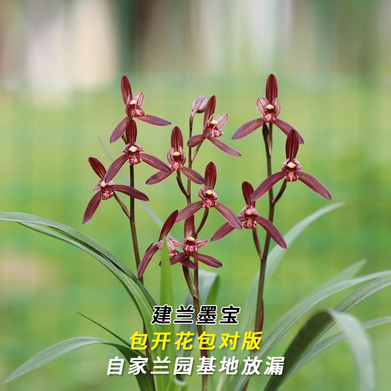 建兰名品【墨宝】终身包对版 假一赔十放心购买当年开花
