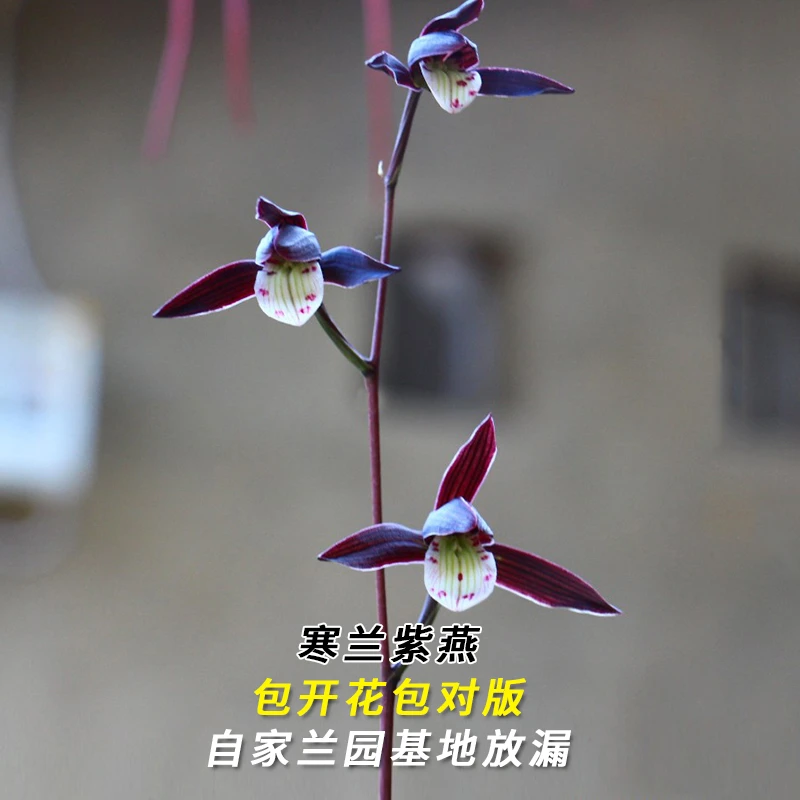 寒兰大货【紫燕】终身包对版 假一赔十放心购买 当年开花