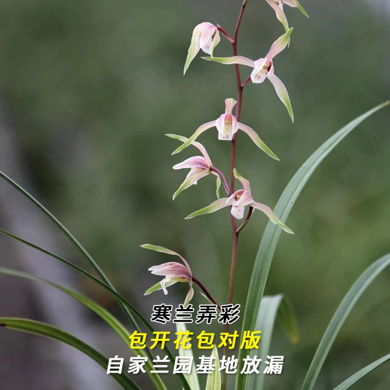 寒兰大货【弄彩】终身包对版 假一赔十放心购买 当年开花