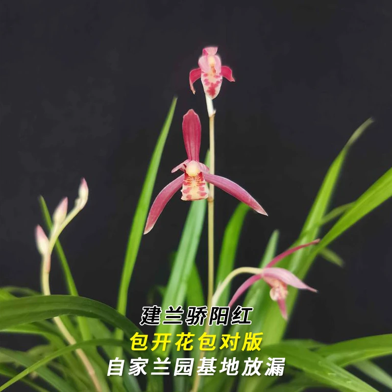 建兰名品【骄阳红】终身包对版 假一赔十放心购买 当年开花