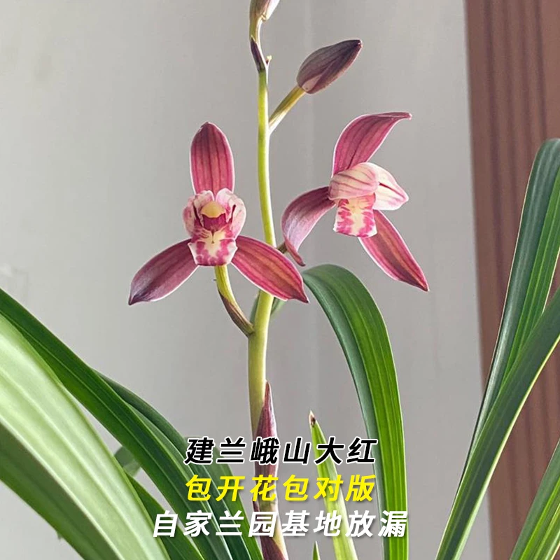 兰花雅苑直播精选老种苗【峨山大红】建兰四季兰室内外花卉绿植盆栽