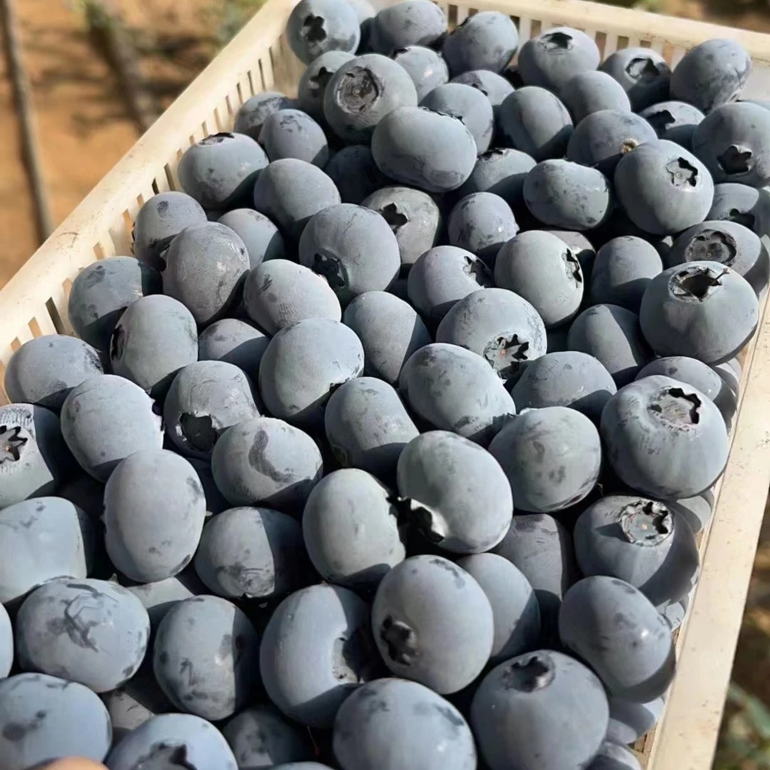 直播专享香甜新鲜大果新人福利蓝莓鲜果到手8盒精选爽口多汁蓝莓