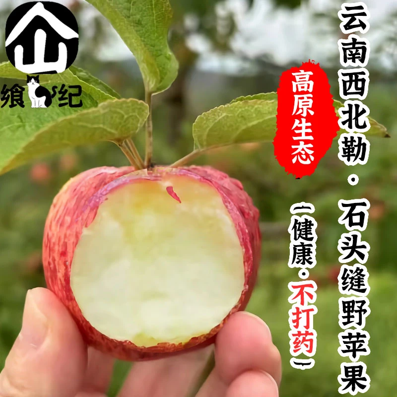 云南西北勒果味石头缝里蹦出的野苹果小果味丑果味不打药自然脆甜