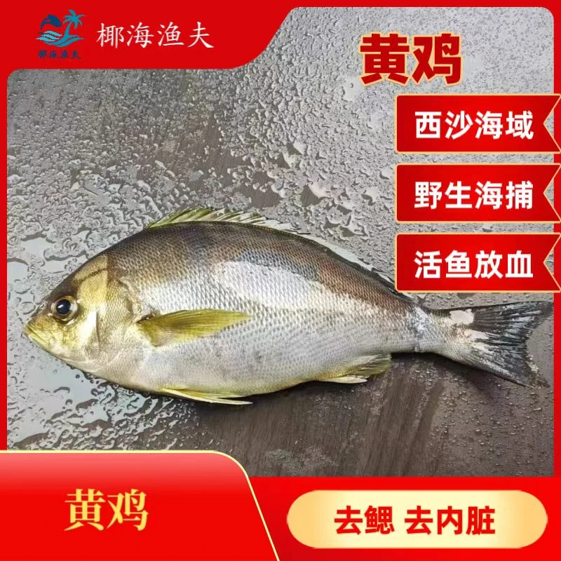 5斤 海南码头新鲜 【小黄鸡/三线矶鲈】肉质肥美