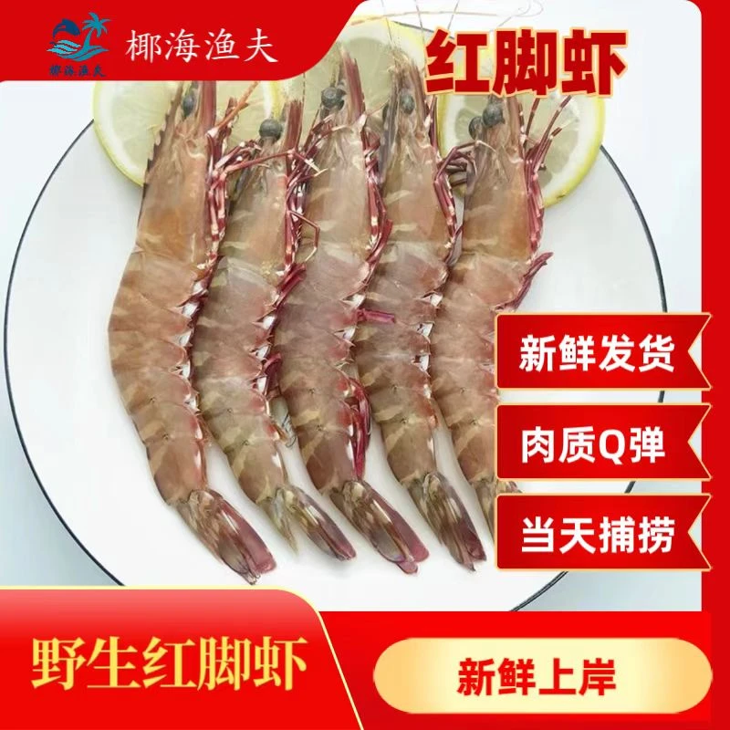 渔民新鲜捕捞【红脚虾】肉质Q弹，送礼佳品