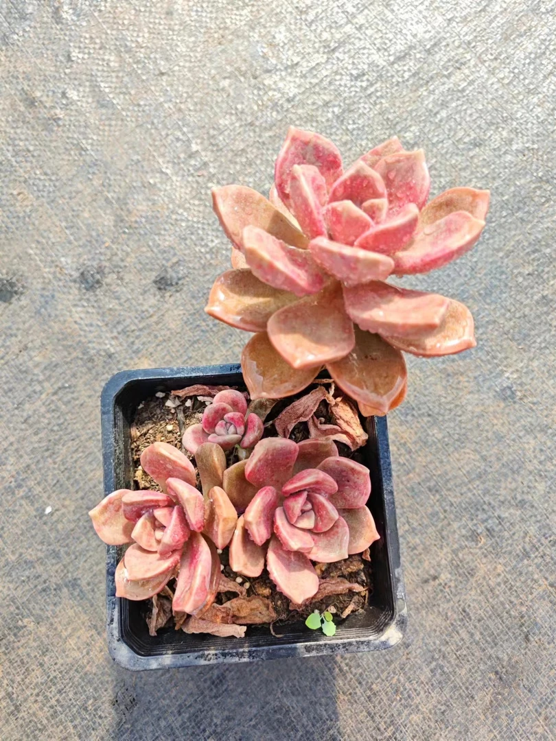 鹅肝（多肉植物）紫乐的变异优选基因  易养护 单头带2崽脱土发