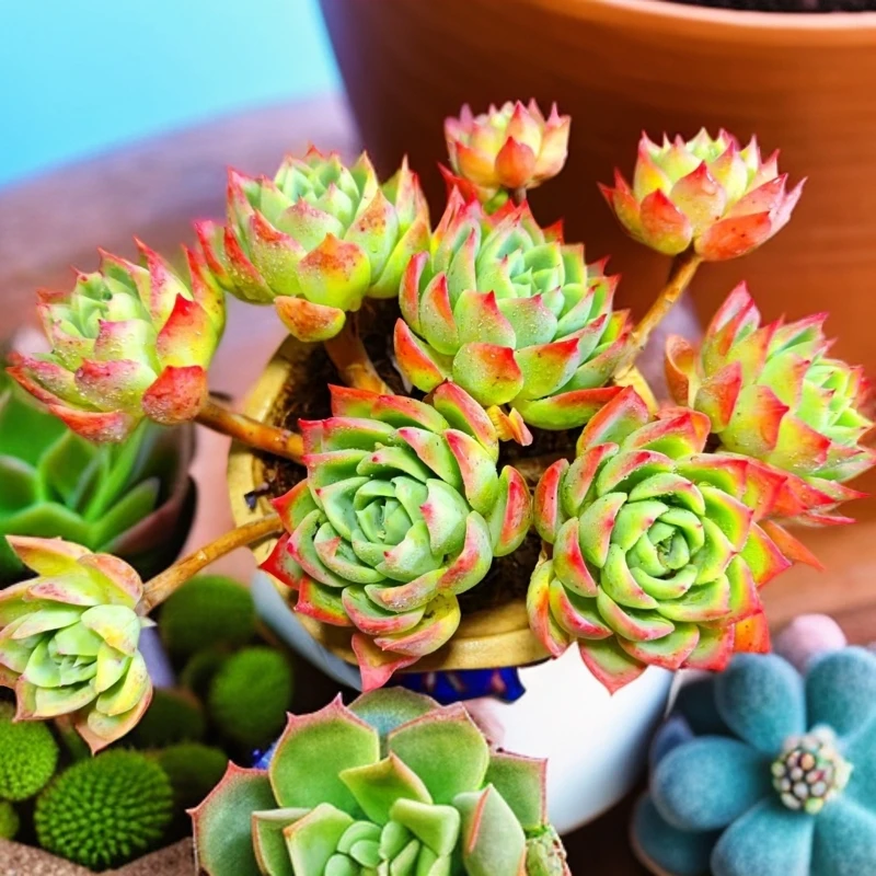 三色锦(多肉植物）群生老桩 自然锦不褪锦不褪色