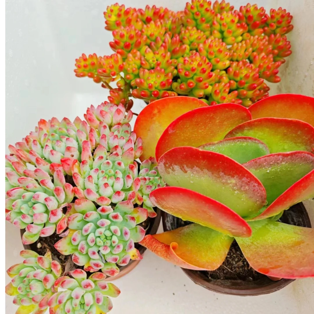 虹之玉+蓝精灵+爱心唐印 （多肉植物） 新手组合三颗组合装