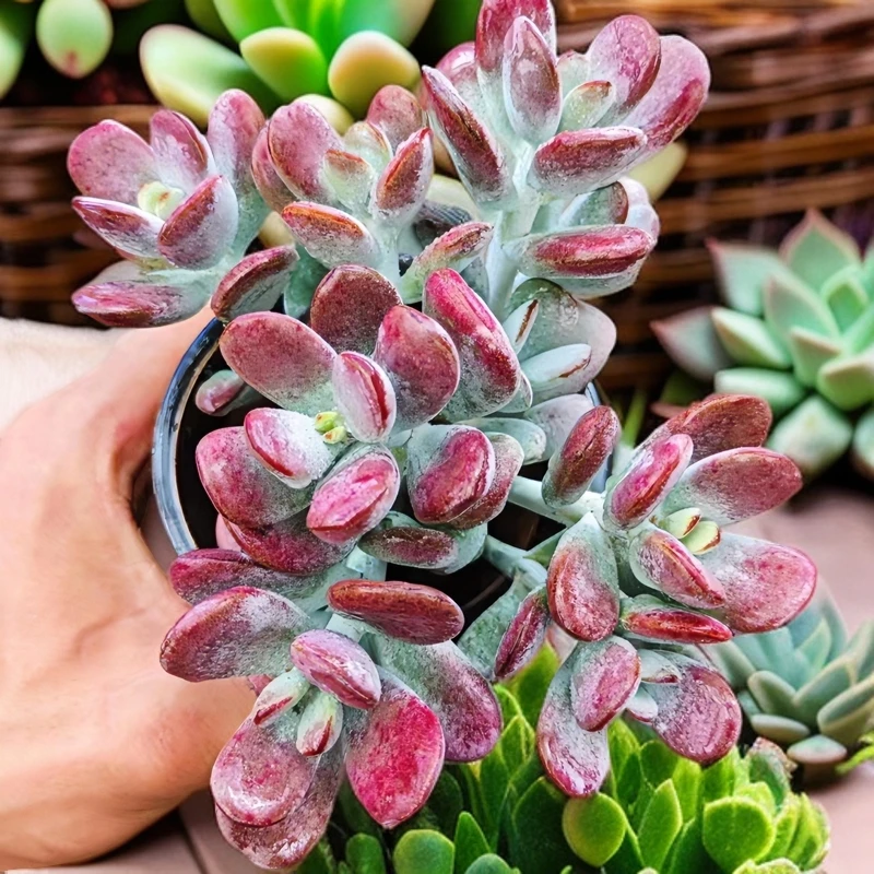 乒乓福娘 多肉植物 高颜值室内桌面花卉防辐射