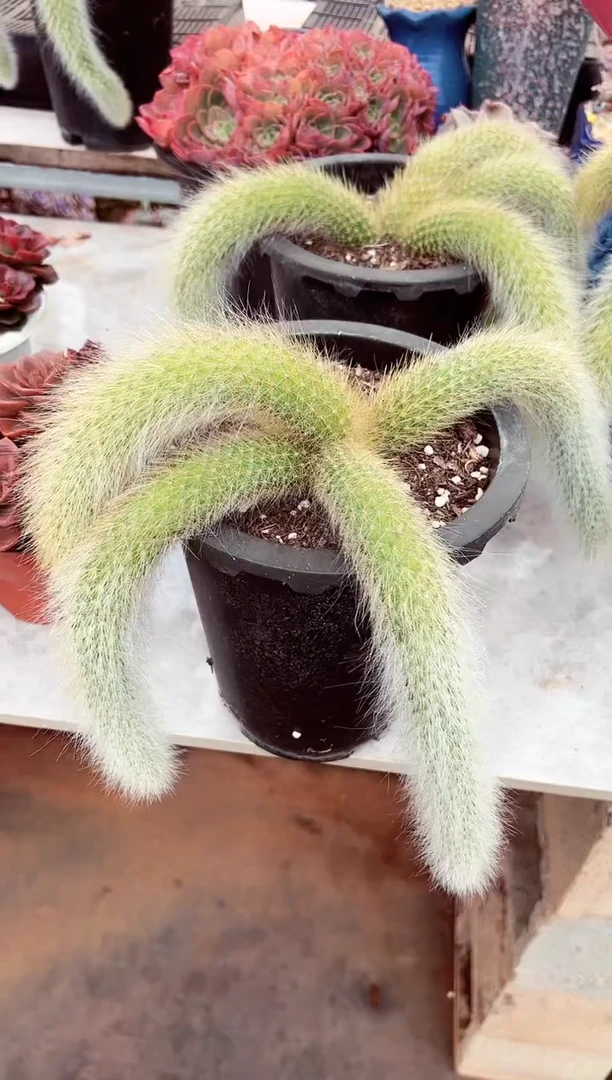 【闪购商品】九尾狐4尾发货