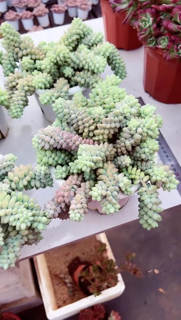 【闪购商品】彩虹玉坠带盆