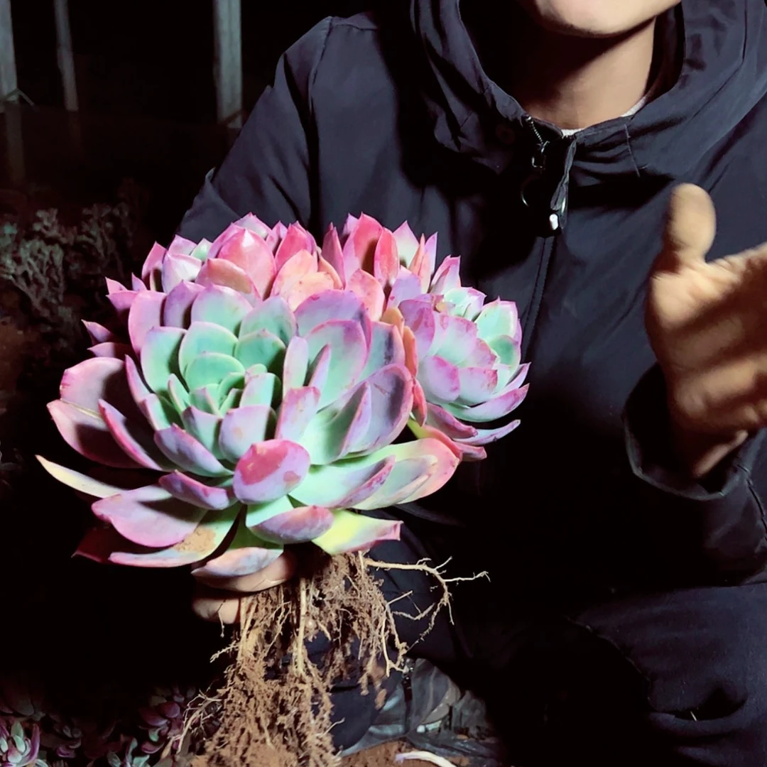 【闪购商品】绮罗仙子16.8