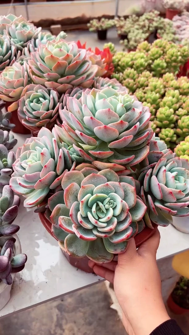 【闪购商品】大白月光