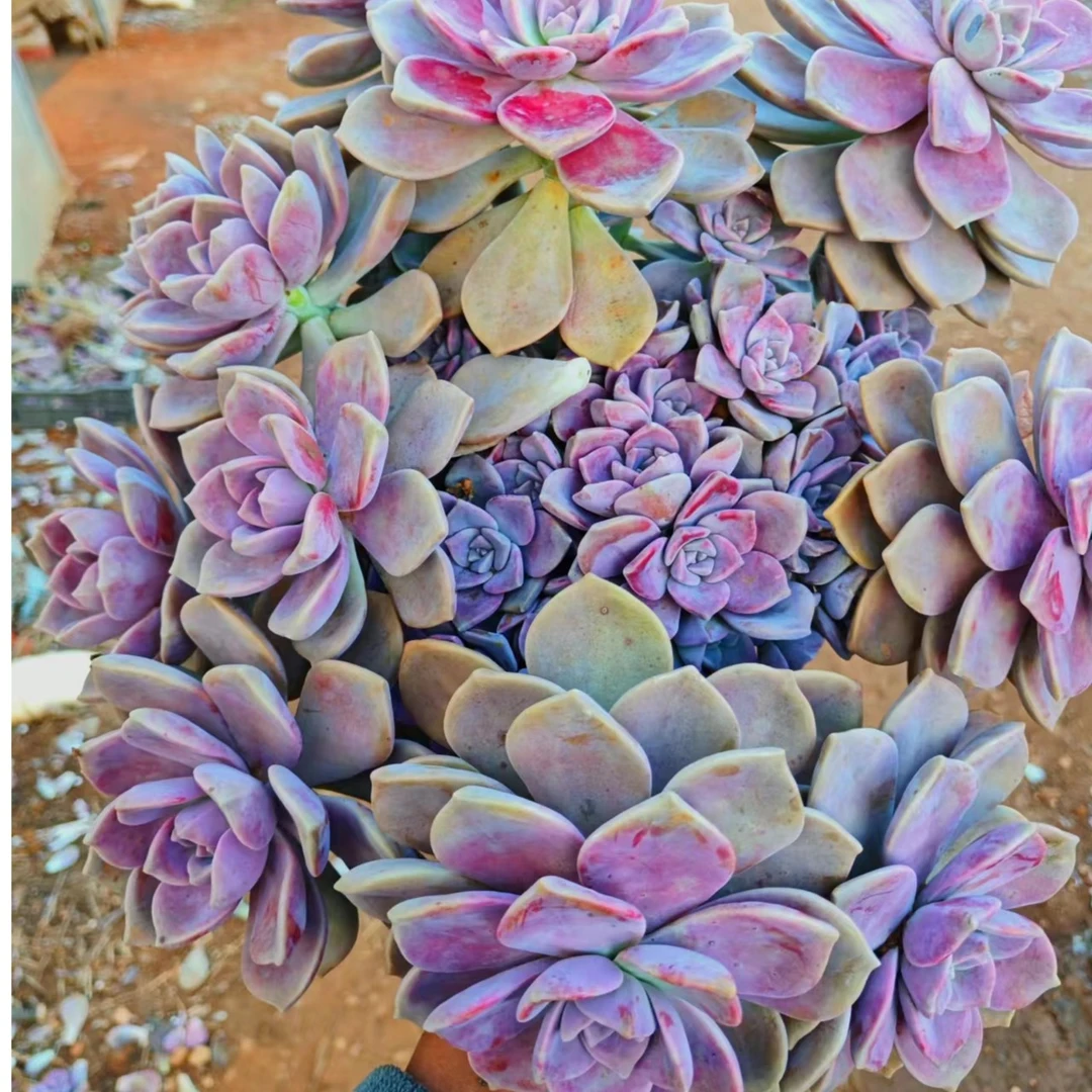 紫乐 多肉植物  云南发货好养绿植阳台花卉