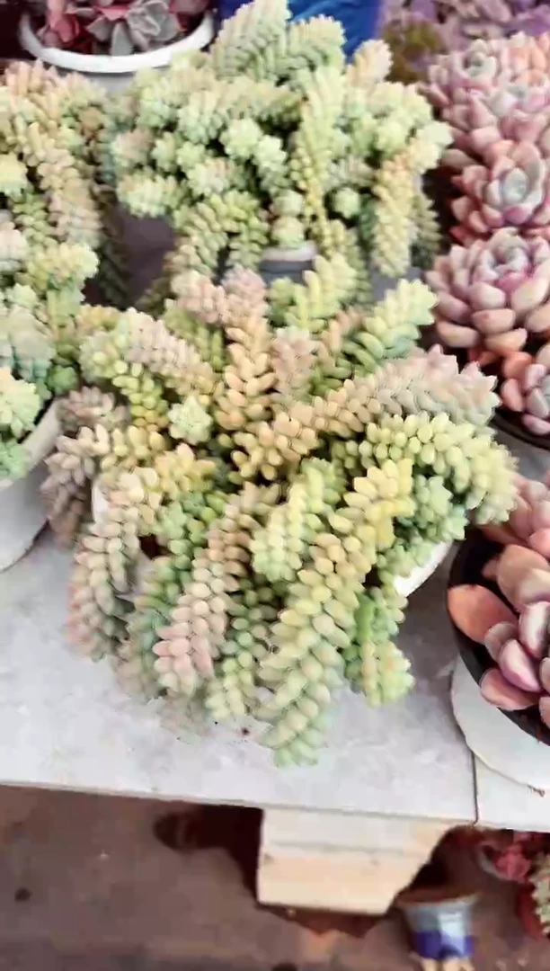 【闪购商品】彩虹玉坠18.8