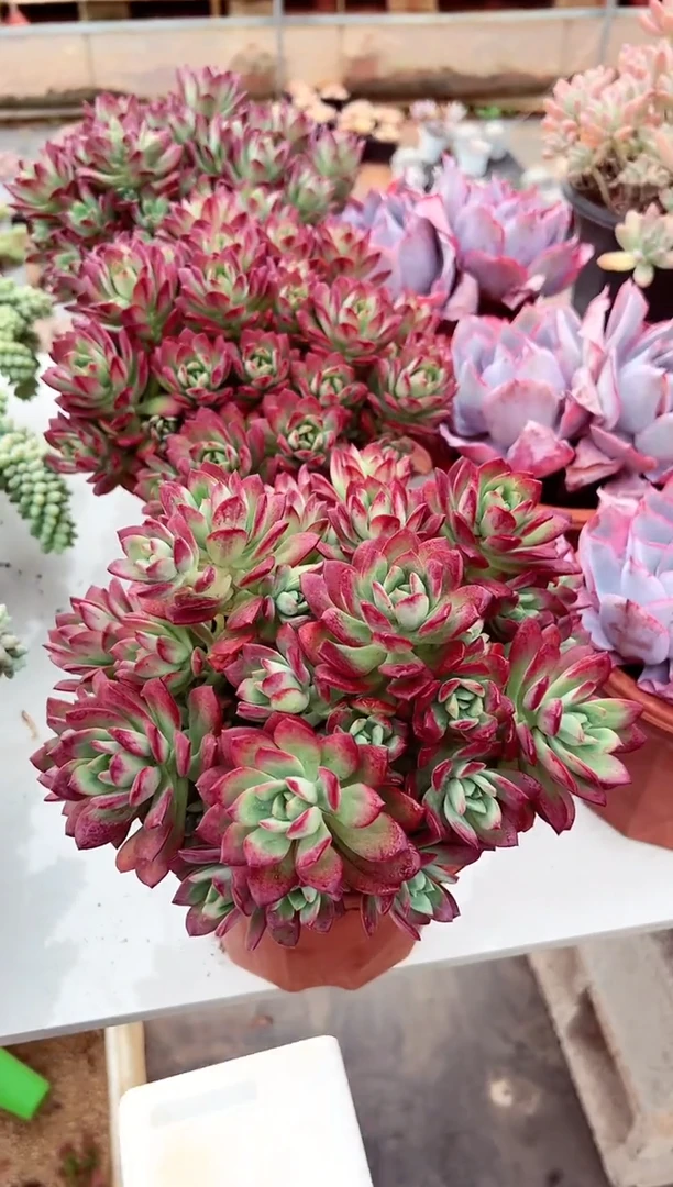 【闪购商品】红稚莲老桩