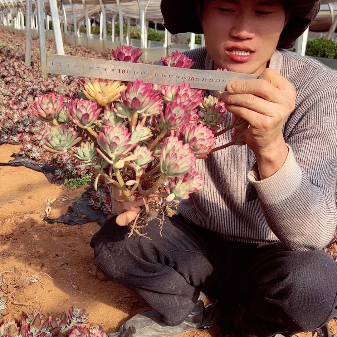 【闪购商品】七彩叮当锦19.9多肉