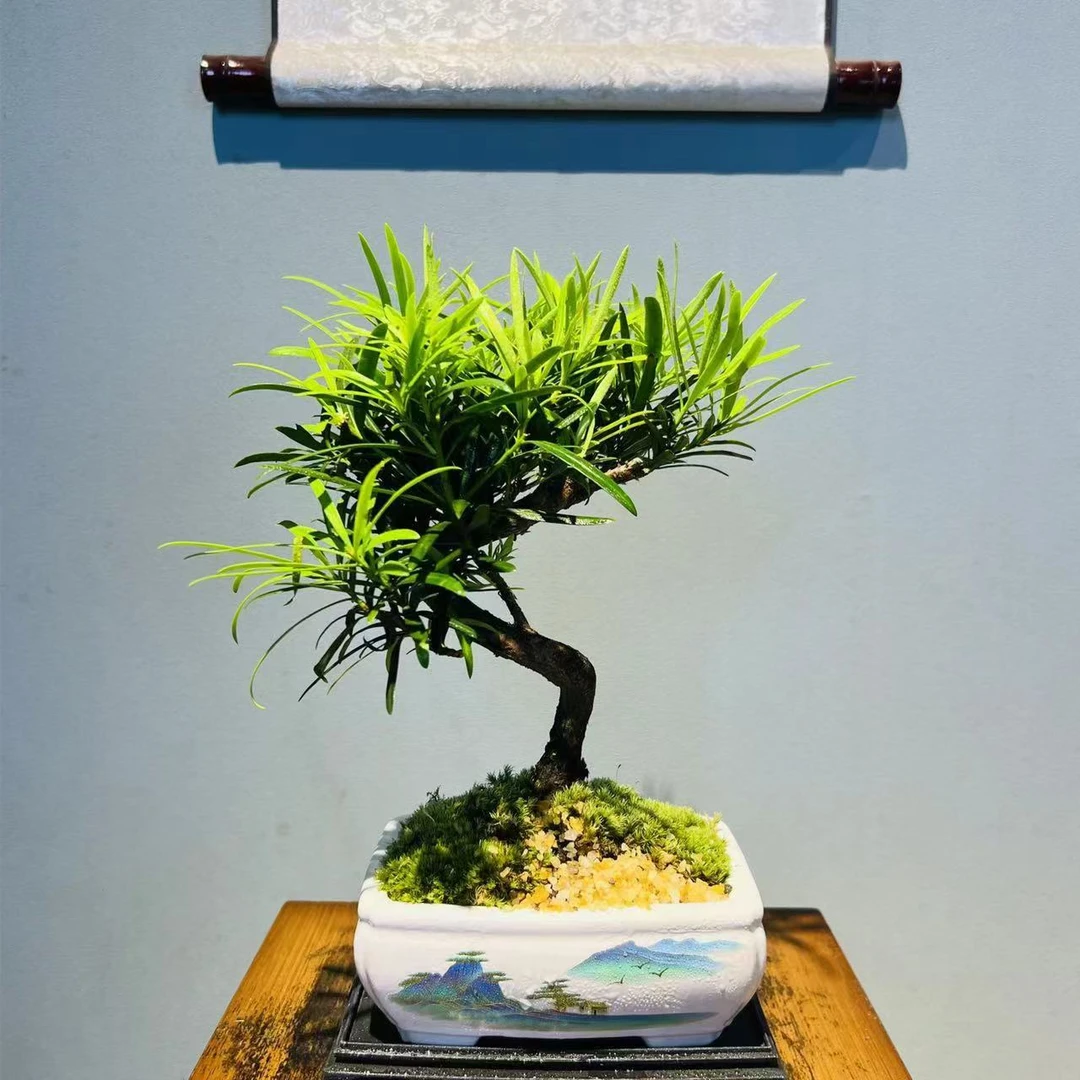 【云舒尊享定制款】NX四方水墨山水造型罗汉松+镂空座