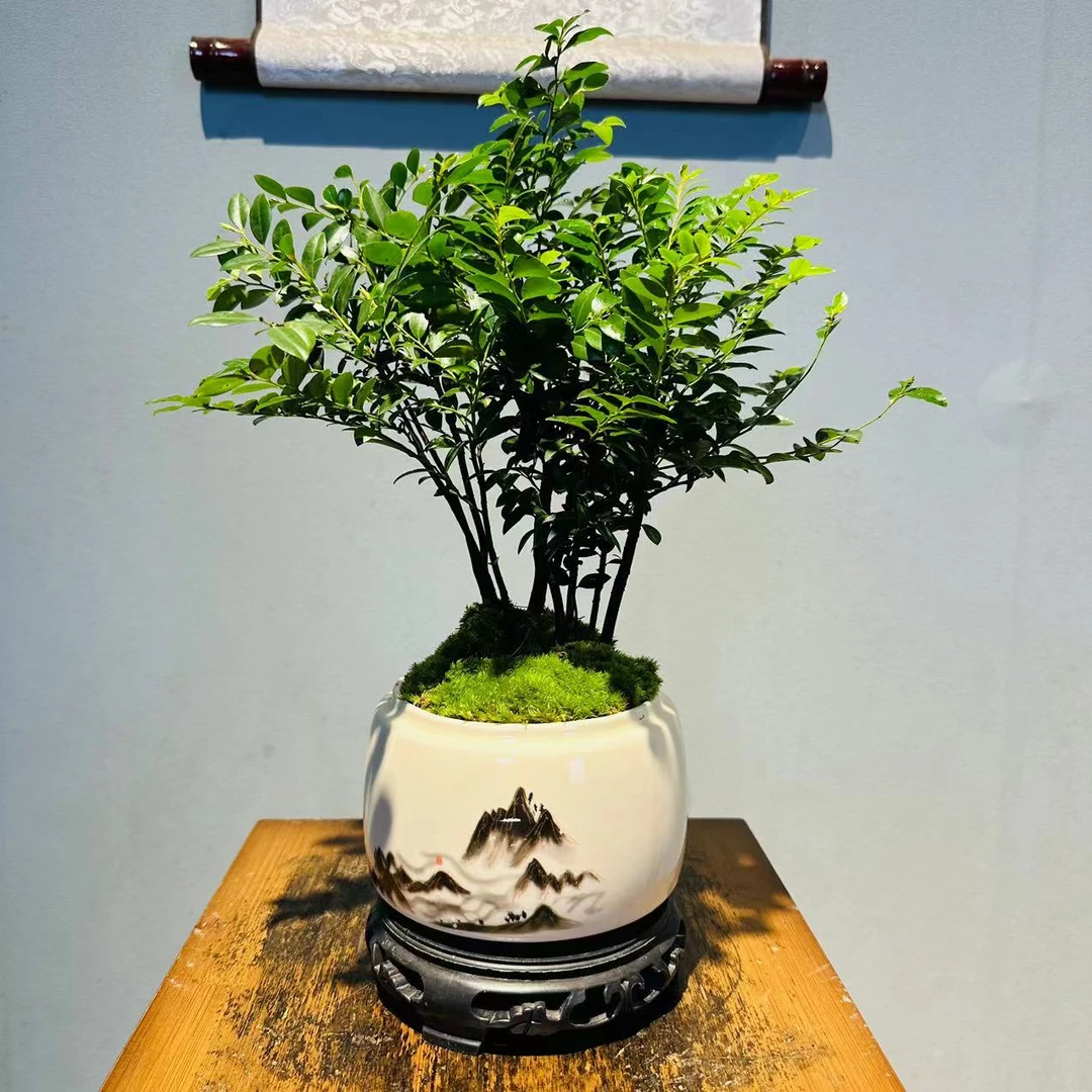 【云舒专享】水墨白陶瓷盆小丛林紫檀黑骨茶+130镂空座