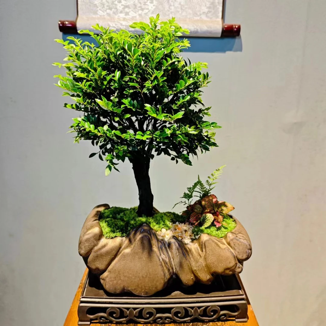 HY日照金山粗杆黑骨茶植物造景+250镂空座