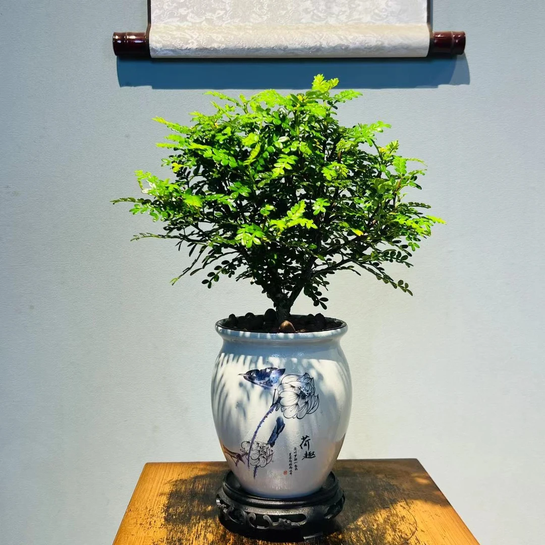 【云舒尊享定制款】青花荷趣大冠幅清香胡椒木+100镂空座
