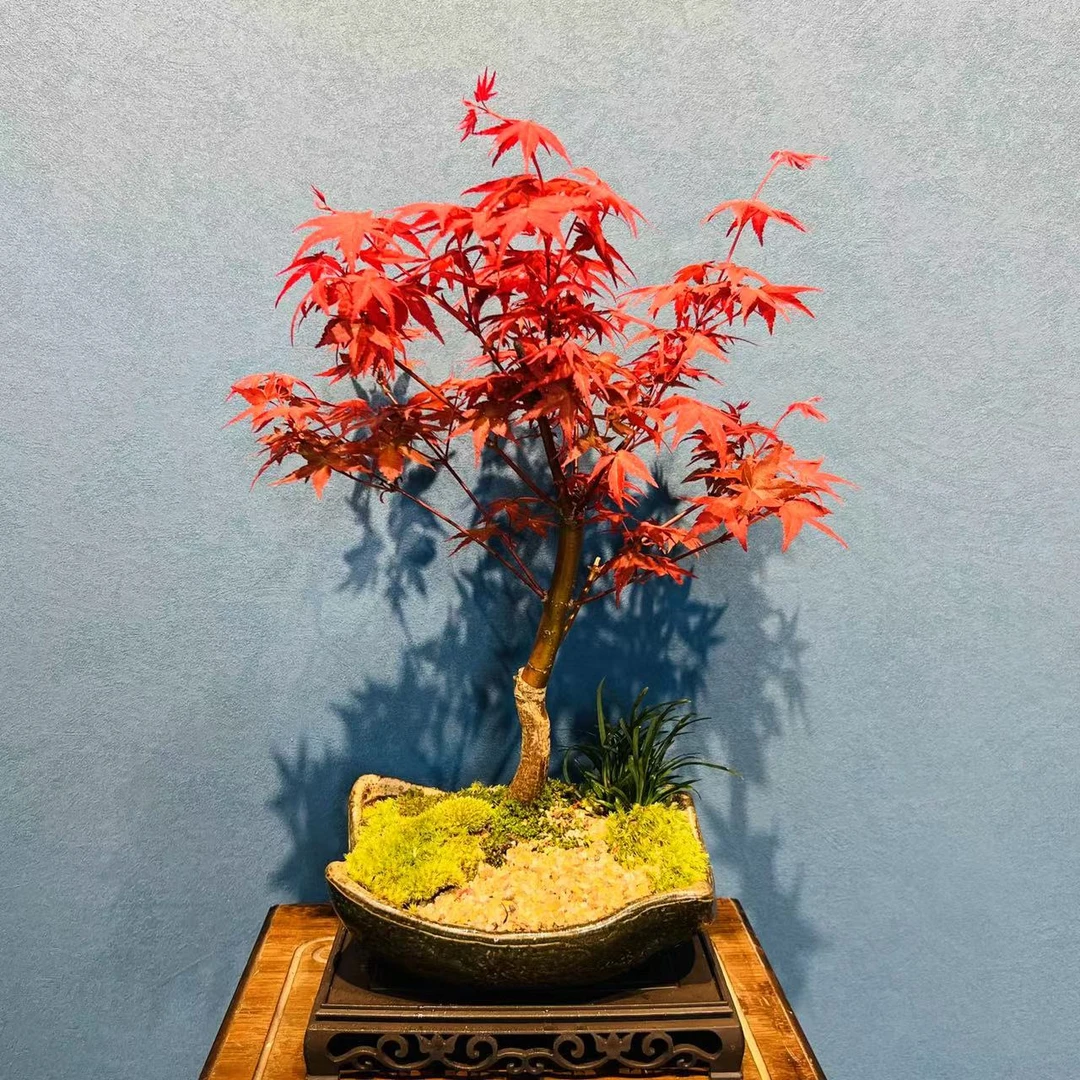 ZF单杆造景红枫红舞姬红三季+接水盘