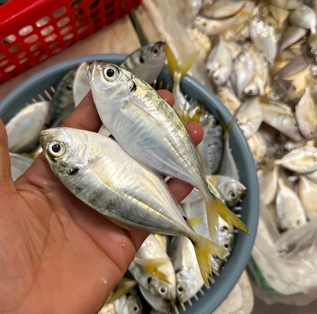 广东湛江 野生吉尾鱼 煲汤 油焗5斤