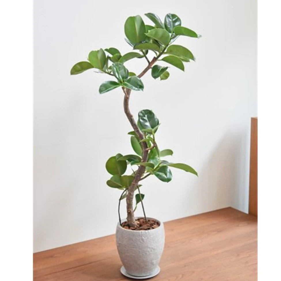 花叶榕橡皮树造型黑金刚橡皮树室内办公室阳台庭院大型常绿植盆栽